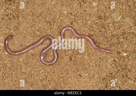 Unione del worm o del serpente cieco (Xerotyphlops vermicularis) a riposo sul terreno sabbioso (sotto la girata di pietra) Bulgaria, Aprile Foto Stock