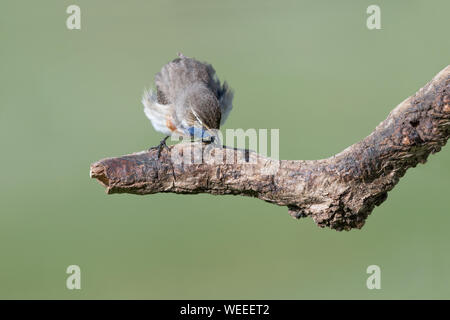 Un bel tordo-come uccello, il pettazzurro (Luscinia svecica) Foto Stock