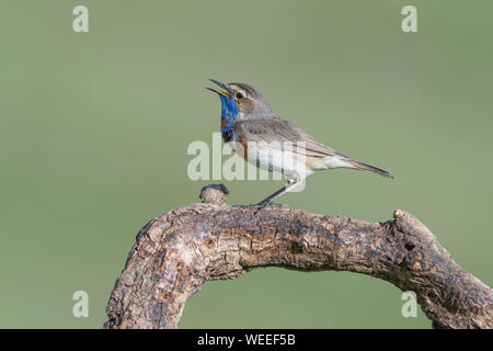 Un bel tordo-come uccello, il pettazzurro (Luscinia svecica) Foto Stock