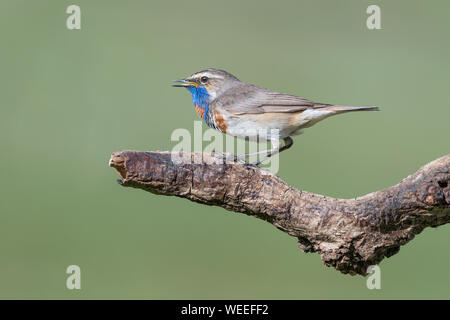 Un bel tordo-come uccello, il pettazzurro (Luscinia svecica) Foto Stock