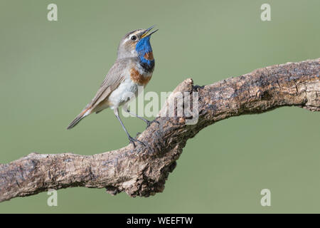 Un bel tordo-come uccello, il pettazzurro (Luscinia svecica) Foto Stock