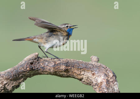 Un bel tordo-come uccello, il pettazzurro (Luscinia svecica) Foto Stock