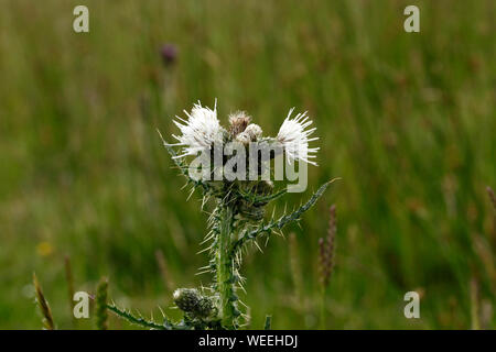 Cirsium palustre, variante bianca del marzo Thistle in collina umido, Brecon Beacons, Wales UK Foto Stock
