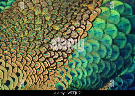 Piume colorate di verde maschio peafowl / pavone (Pavo muticus) Foto Stock