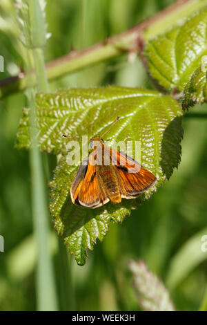 Ochlodes sylvanus, Grandi Skipper ons del Golden Skipper varietà. Foto Stock