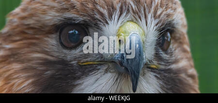Red-Hawk con spallamento molto affilati vicino fino colpo alla testa. Foto Stock