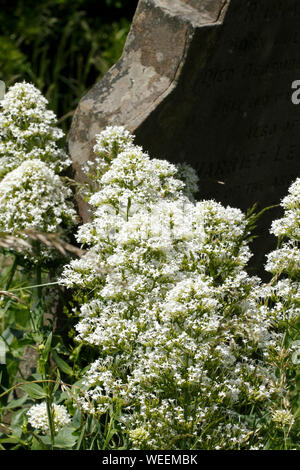 Bianco, valeriana centranthus ruber alba. Foto Stock