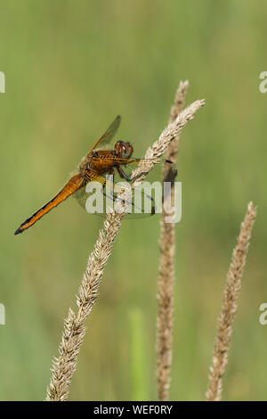 Una donna Scarseggia Chaser Dragonfly (Libellula fulva) appollaiato sulla testa di seme asciutta di un'erba. Foto Stock