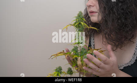 Il giovane lo sniffing dei boccioli di marijuana, close-up. Pianta di Cannabis coltivazione indoor. La canapa è un concetto di medicina a base di erbe Foto Stock