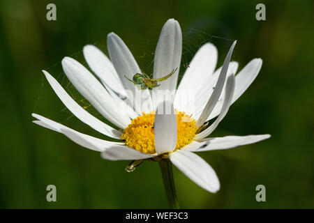 Un ragno di Cucumber pende nella sua rete tra i petali di una Ox-Eye Daisy Foto Stock