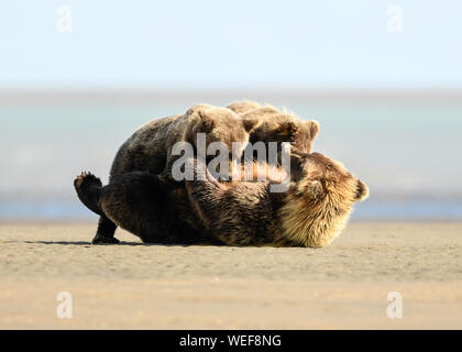 Alaska orso bruno, il Parco Nazionale del Lago Clark Alaska Foto Stock