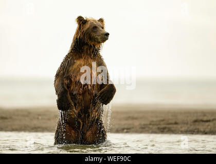 Alaska orso bruno, il Parco Nazionale del Lago Clark Alaska Foto Stock