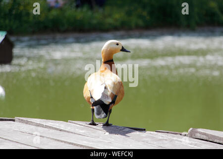 Una marrone di anatra. Un anatra solitaria sorge su un ponte di legno. In fondo è un laghetto. Foto Stock