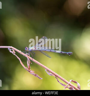 Willow Emerald Damselfly, Chalcolestes viridis / parvidens. Profilo. Aka Western willow spreadwing. Foto Stock