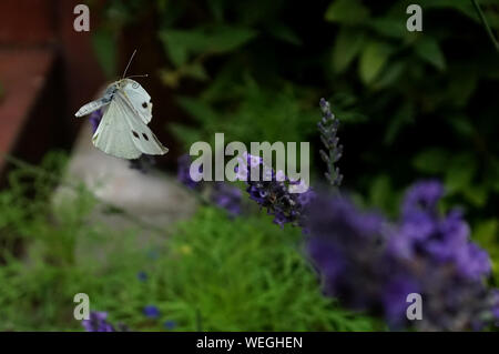 Farfalla bianca in volo su un giardino lavanda Foto Stock