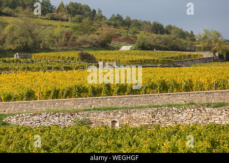 Vigneti vicino a Beaune sulla grande strada dei vini della Borgogna, in Francia, in autunno Foto Stock