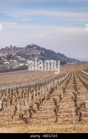 Il tardo pomeriggio di colata di luce ombre lunghe tra i vigneti di Sancerre in Francia. Foto Stock