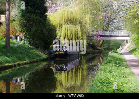 Ormeggiate imbarcazioni strette con salice piangente riflessa nell'acqua del canale Foto Stock