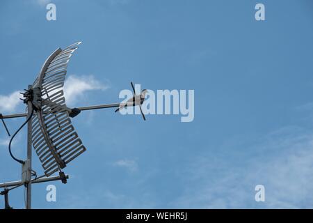 Analog antenna televisione sul vecchio tetto con un piccione e cielo blu sullo sfondo Foto Stock