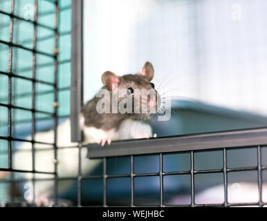 Un curioso animale domestico rat peeking fuori della sua gabbia Foto Stock