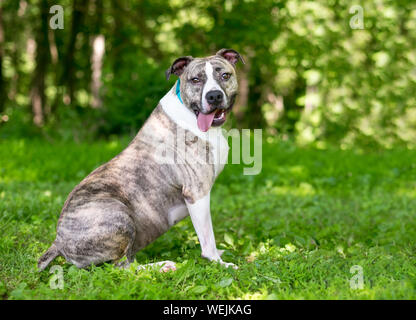 Un sovrappeso tigrato e bianco Pit Bull Terrier di razza cane seduti all'aperto Foto Stock