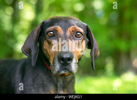 Rosso e nero Hound razza cane con un triste o espressione preoccupata sulla sua faccia Foto Stock