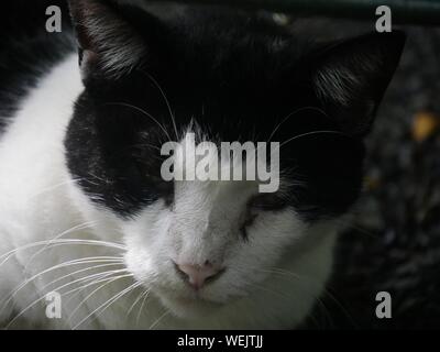 Primo piano ravvicinato del volto di un bianco e nero sei-toed cat presso la casa di Hemingway a Key West, Florida. Foto Stock