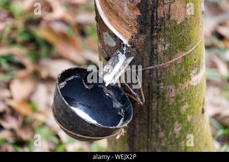 Gomma incisi Tree (Hevea Brasiliensis) con recipiente di raccolta, gomma naturale produzione su una piantagione, nello Stato di Meghalaya, India Foto Stock