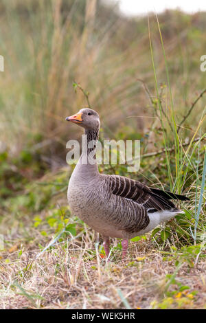 Graylag goose (Anser anser) nelle dune a Juist, Est Isole Frisone, Germania. Foto Stock