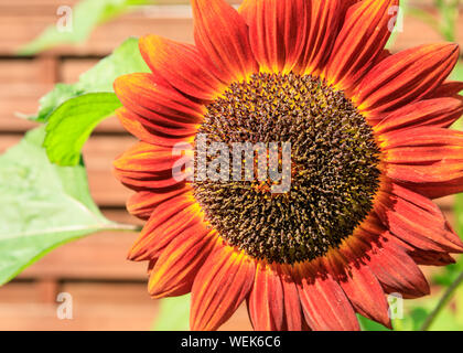 Helianthus annuus " sole di sera" (Comune) di semi di girasole in Fiore, esterno nella luce del sole Foto Stock