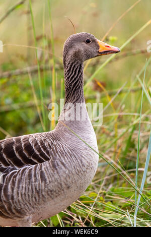 Graylag goose (Anser anser) nelle dune a Juist, Est Isole Frisone, Germania. Foto Stock