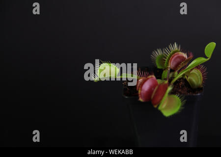 Venus flytrap (Dionaea Muscipula) impianto nel recipiente isolato su sfondo nero con spazio di copia Foto Stock