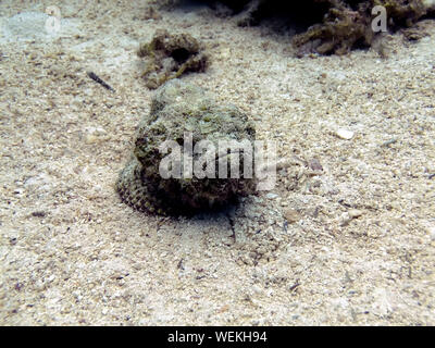 Un diavolo Scorfani (Scorpaenopsis diabolus) in Mar Rosso Foto Stock