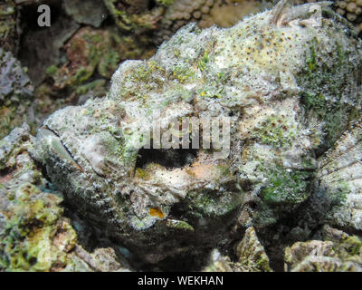 Un diavolo Scorfani (Scorpaenopsis diabolus) in Mar Rosso Foto Stock