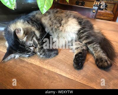 Un coccolati gatto dorme su un tavolo ad Ernest Hemingway House di Key West, Florida. Foto Stock