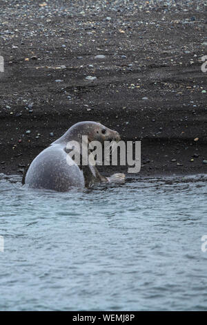 Laguna Jökulsárlón guarnizione rilassante sulla spiaggia di diamante, Islanda Foto Stock