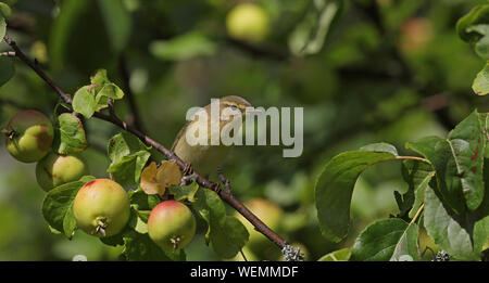 Willow Warbler, seduto in albero di mele in autunno Foto Stock