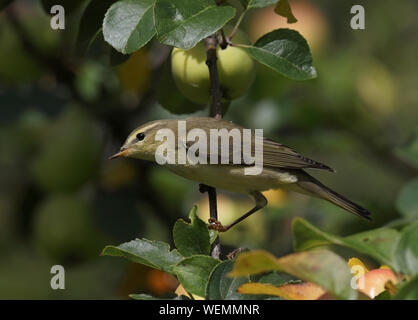 Willow Warbler, seduto in albero di mele in autunno Foto Stock