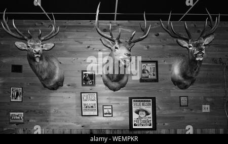 Un vecchio stile di arredamento per Bar-B-Q da Jim, con testa di cervo staffe per il montaggio a muro come decor in legno pareti pannellate, con i poster e le foto di Tupelo, MS, STATI UNITI D'AMERICA, in bl Foto Stock