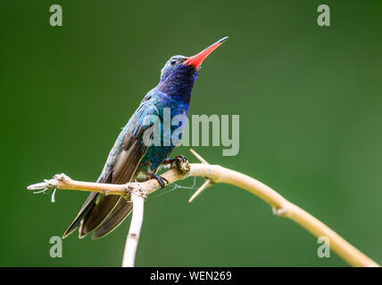 Un maschio di grandi fatturati Hummingbird (Cynanthus latirostris) arroccato su abranch. Tucson, Arizona, Stati Uniti. Foto Stock