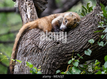 Un bianco-coati dal naso (Nasua narica) sonnecchiare su un albero. Tucson, Arizona, Stati Uniti. Foto Stock