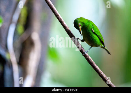 Verde (Honeycreeper Chlorophanes spiza) femmina vicino al Fiume Sarapiqui, Costa Rica Foto Stock