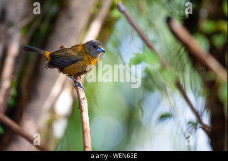 Scarlet-rumped Tanager (Ramphocelus passerinii) - femmina in Puerto Viejo de Sarapiqui, Costa Rica Foto Stock