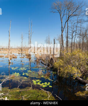 Wildlands del Okefenokee Swamp in Georgia del Sud e del nord della Florida Foto Stock