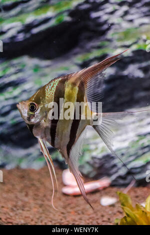 Pterophyllum scalare. angelfish nuoto con rocce sullo sfondo Foto Stock