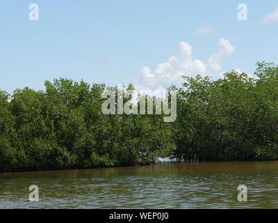 Distanza media di fitti cespugli che crescono nell'acqua lungo la costa Foto Stock