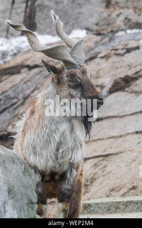 Markhor (capra falconeri) sulle rocce con neve cercando di sfondo a destra Foto Stock