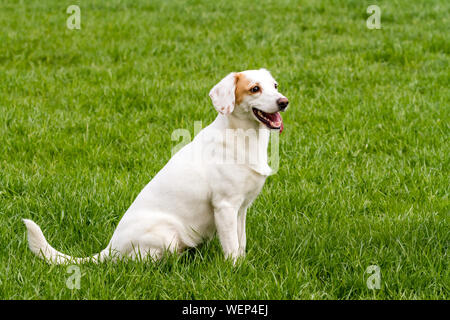 White carino non-pedigree dog sitter sull'erba verde Foto Stock