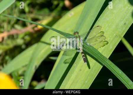 Erythemis simplicicollis, l'orientale pondhawk, noto anche come il comune pondhawk siede in un giardino su un ramo verde in Michigan, Stati Uniti d'Americ Foto Stock