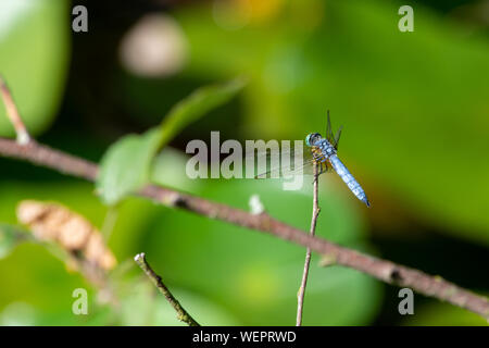 Un dasher blu (Pachydiplax longipennis) dragonfly della famiglia skimmer, sorge sulla cima di un ramoscello con un morbido sfondo verde in British Columbia, Canad Foto Stock